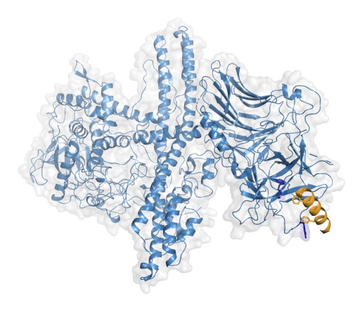 Structure of the engineered botulinum neurotoxin bound to its human receptor.