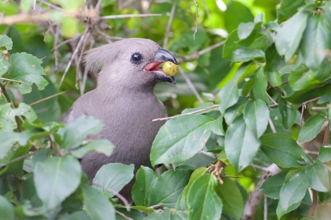 Turako, Foto: Daniel J. Field/Cambridge University