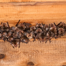 Bats in roost, Image by Jens Rydell (http://www.fladdermus.net/naturfoto/)