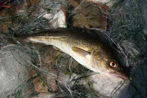 Torsken allvarligt drabbad av tiaminbrist i Östersjön. Foto: Roberts Ratub/Mostphotos