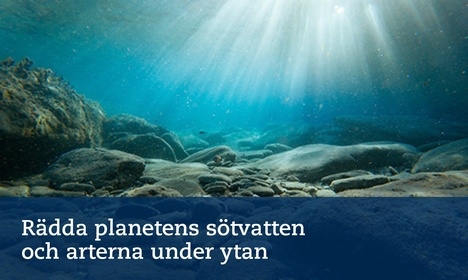 Undervattensbild sötvatten