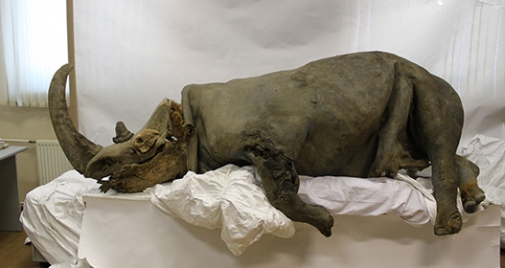 Vuxen ullhårig noshörning funnen vid Kolymafloden i Ryssland. Foto: Sergey Fedorov