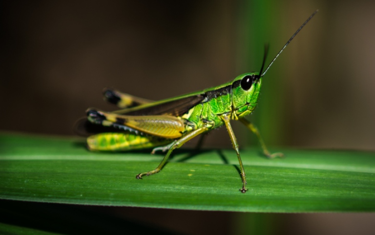 Grön gräshoppa sitter på ett blad