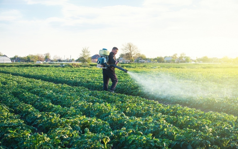 A farmer sprays a solution of copper sulfate on plants of potato bushes. 