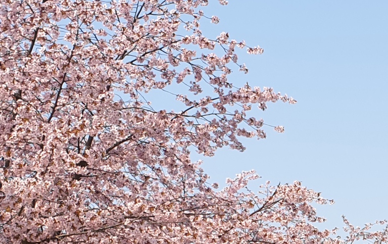 Cherry blossom. Photo: Private