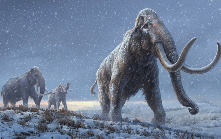 The illustration represents a reconstruction of the steppe mammoths that preceded the woollymammoth