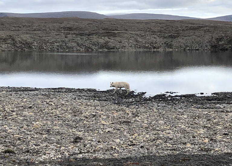 white wolf, greenland. lake on the background