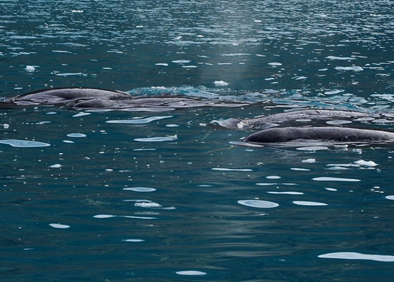 The narwhals (snapshot from my film).