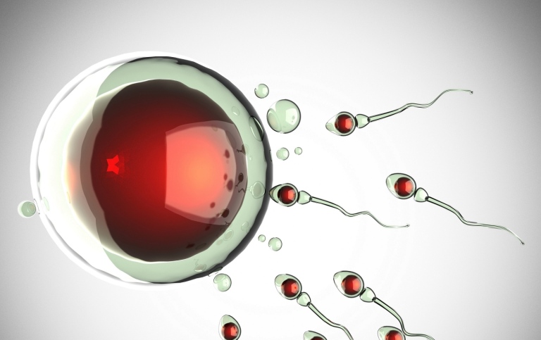 Sperm cell