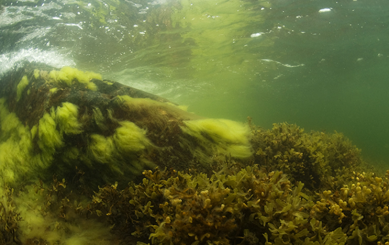 Algbältet i Östersjön: grönslickens tofsar närmast ytan och blåstångsruskorna längre ner. Foto: Nicklas Wijkmark/Azote.