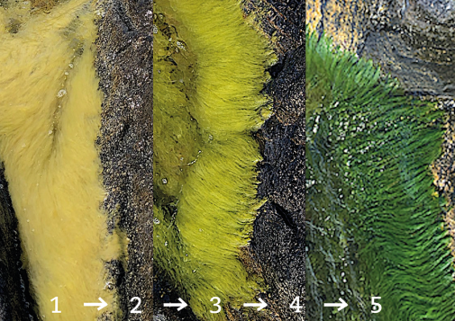 Bilden visar tre exempel på hur grönslicken varierar i färg, från vitgul (1) till mörkt grön (5). Fö
