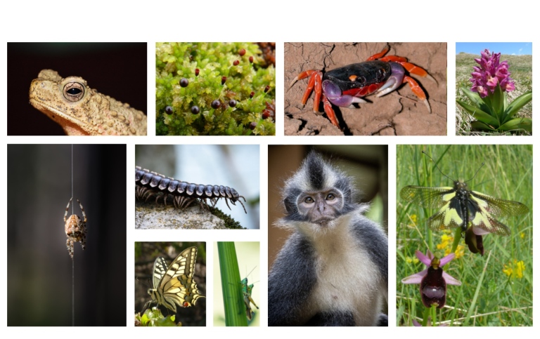 Collage of animal and plant images