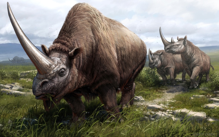 Utdöda arter av noshörning