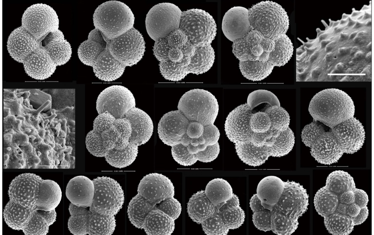microscope images of planktonic foraminifera shells