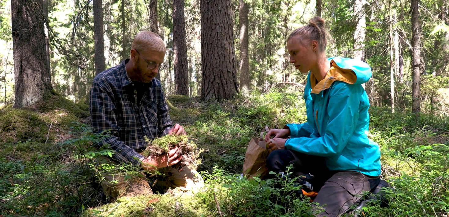 Växtekologerna Kristoffer Hylander och Irena Koelmeijer forskar om torka i skogen