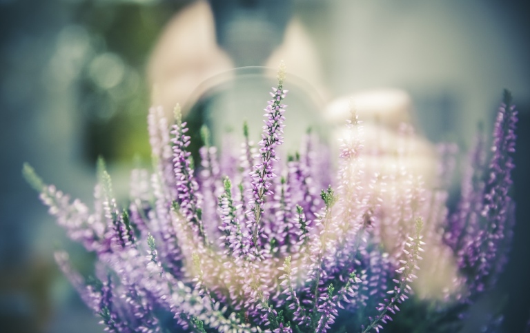 Lavender and a hazy human. Photo: Markus Spiske from Pixabay.