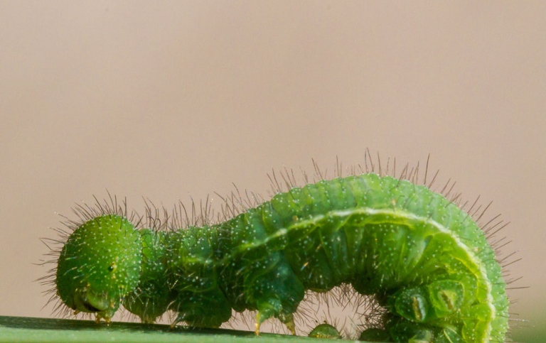 Green butterfly caterpillar