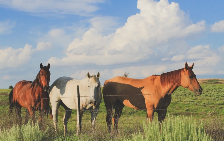 Horses grazing by the ocean.