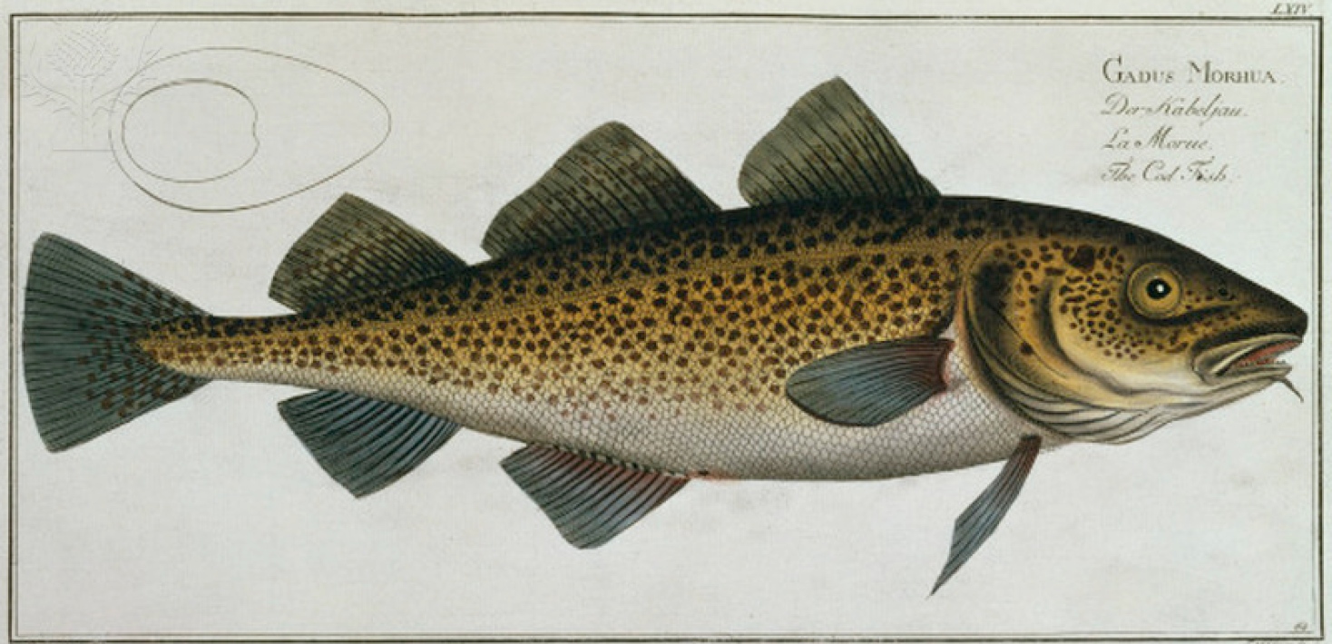 Cod Fish / from: Markus Elieser Bloch Zoology
