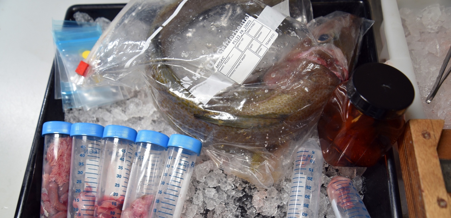 Atlantic cod analyzed in the lab