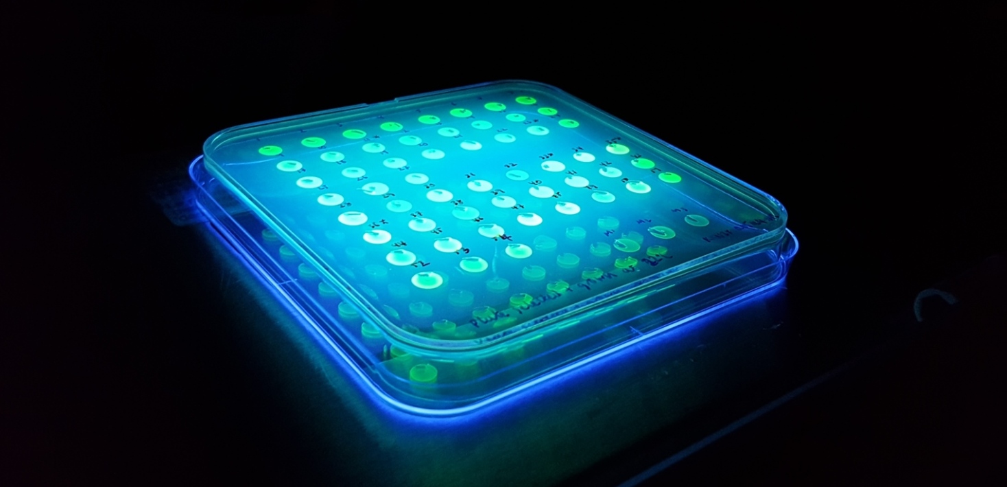 Fluorescent_plate_daley_lab