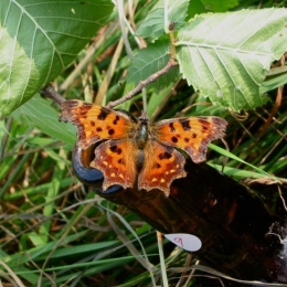 Comma butterfly, one of the species studied in the project. Photo: N. Janz