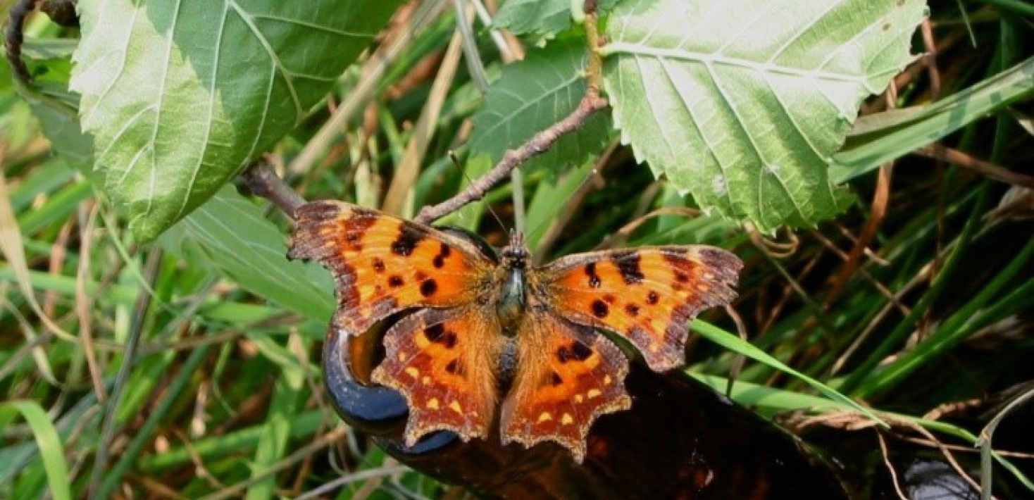 Comma butterfly, one of the species studied in the project. Photo: N. Janz