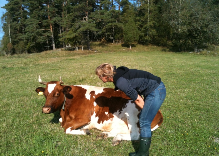 Regina Lindborg står bredvid en ko.