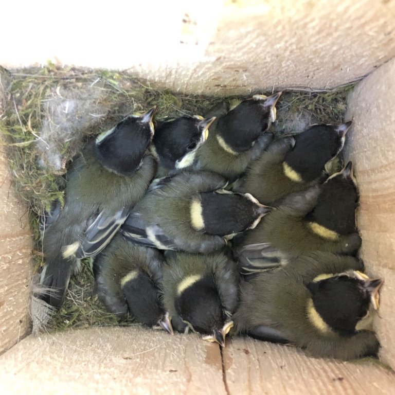 Nest with great tit chicks