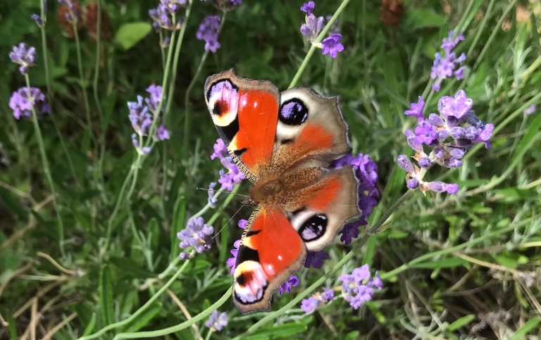 Butterfly in lavender. Photo: Henrik Dunér