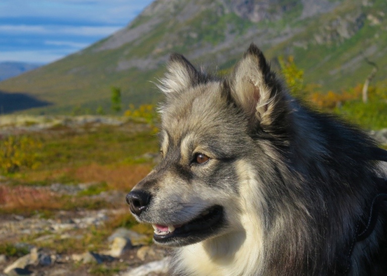 Finnish Lapponian Dog with green mountain landscape in the background.