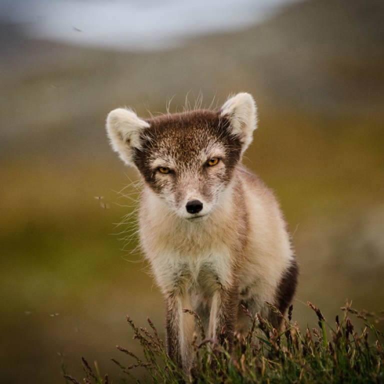 Arctic fox cub.