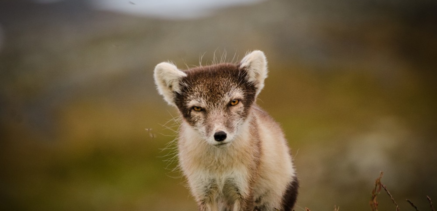 Arctic fox cub.