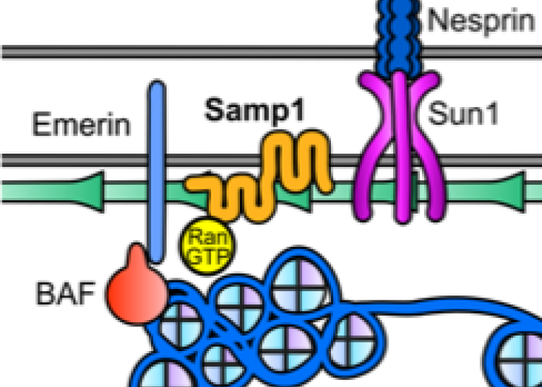 Biochemistry - DNA/RNA/PNA-interactions