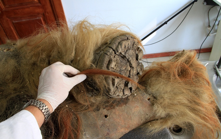 Hind legs of a woolly mammoth and a hand of a researcher showing the thick fur