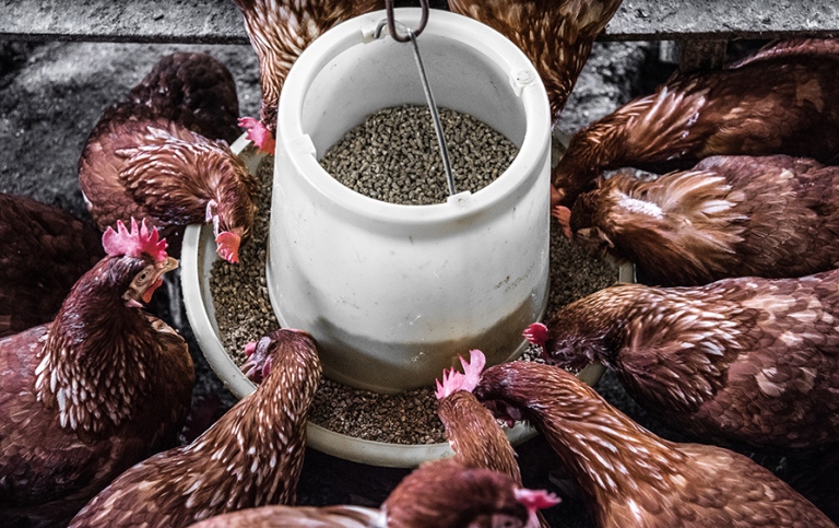 Chickens around a pot of grain