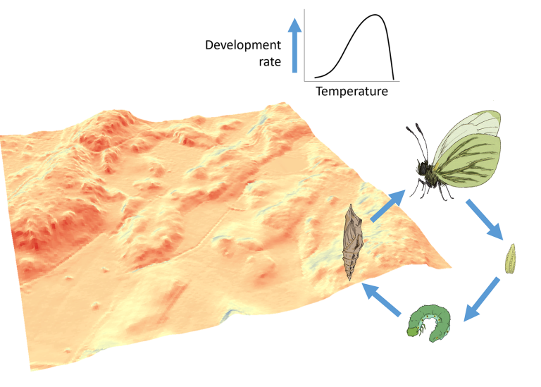 We modelled temperature-driven developmental speed