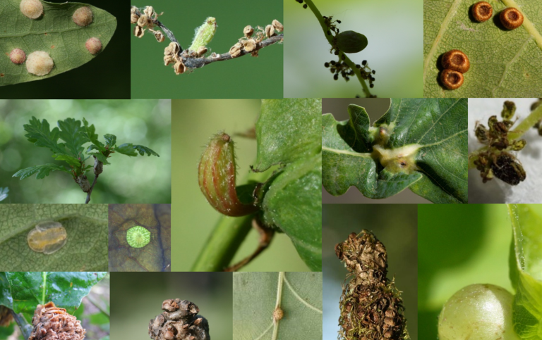 1_Some of the galling insectss on  the pedunculate oak