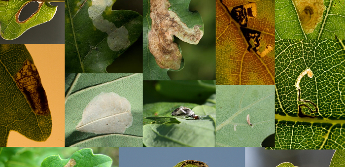 2_Some of the leaf mining insects on the pedunculate oak