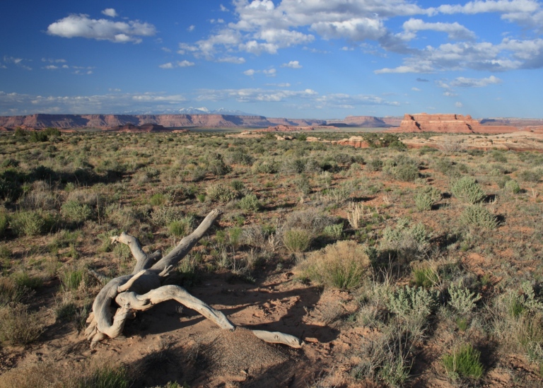 Dryland vegetation in Utah, US. Photo: Stefano Manzoni.