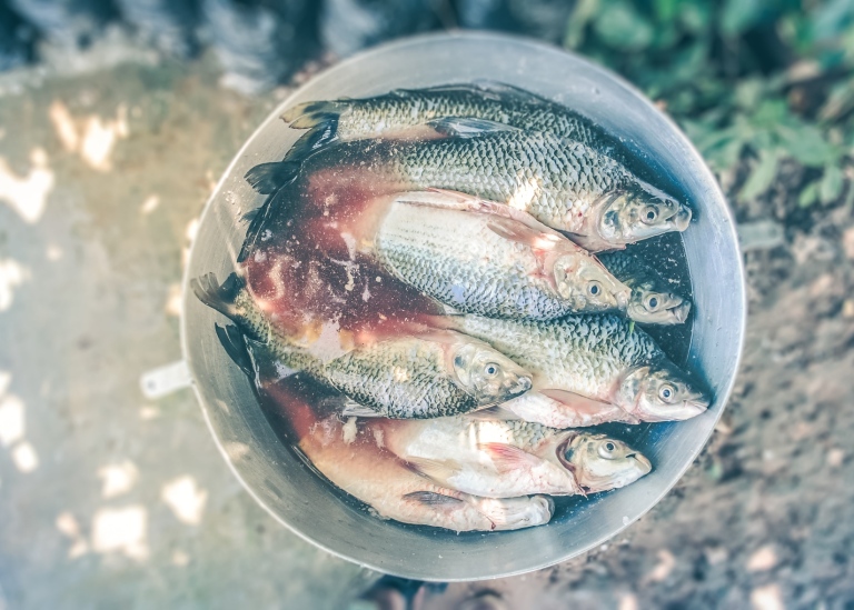 Genre photo of fish in a bucket. Photo: Jairo Alzate/Unsplash.