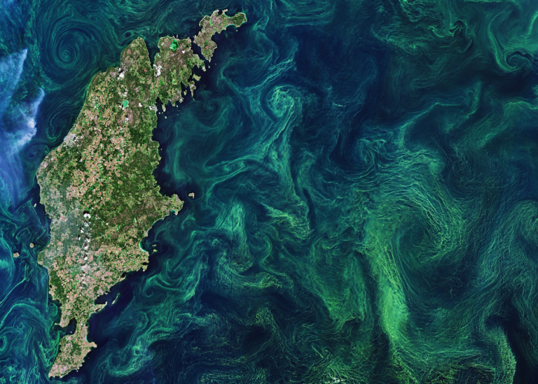 Algblomning utanför Gotland sedd från rymden. Foto: European Space Agency