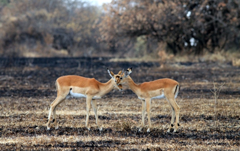 Juvenile impala grooming on a burned savanna, Serengeti National Park