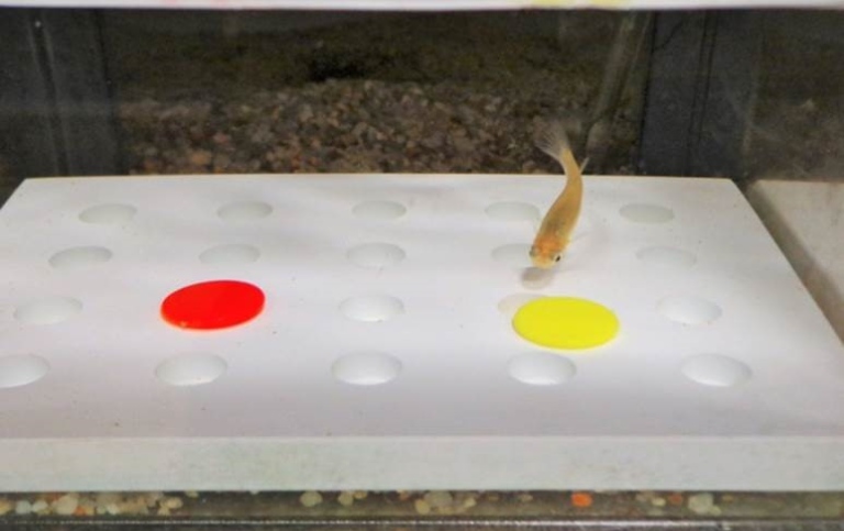 A fish tank with a yellow and a red spot  on a white bottom, a fish swims above the yellow spot
