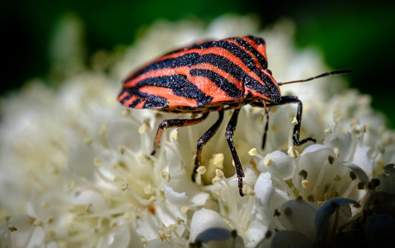 Close-up of red and black-striped insect (shield bug) sitting on a white flower