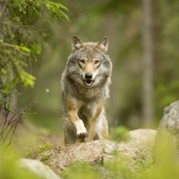 Figure 1: The management of wolves (Canis lupus) is heavily debated in Italy and Sweden