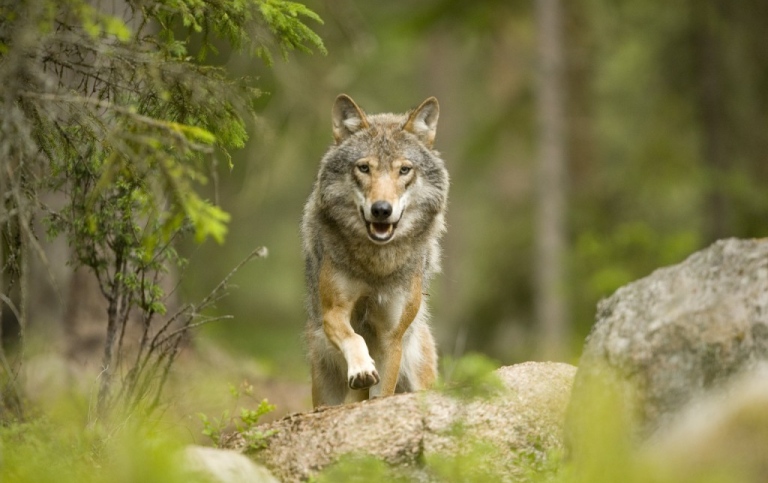 Figure 1: The management of wolves (Canis lupus) is heavily debated in Italy and Sweden