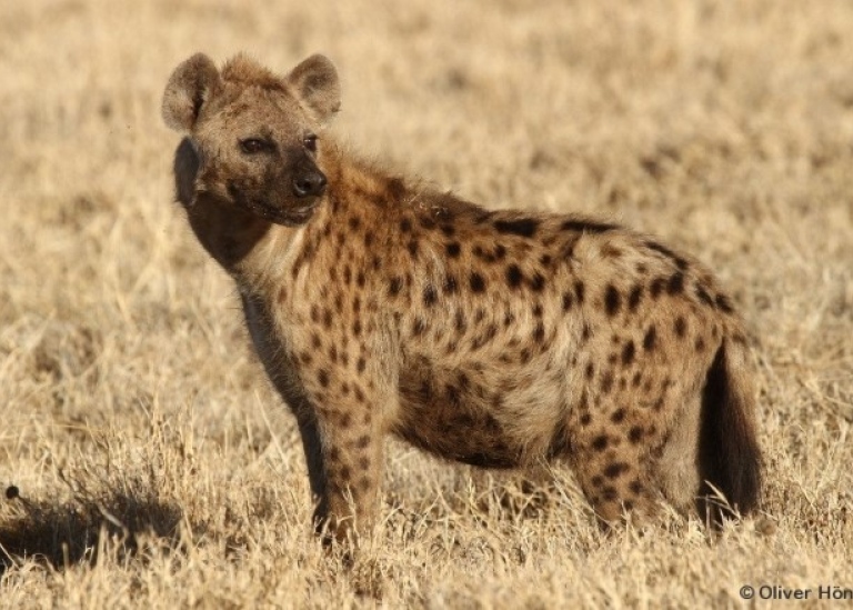 Den fläckiga hyenan (Crocuta crocuta) är en rovdjursart i Tanzania