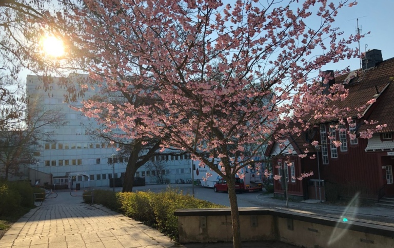 Södra huset at Stockholm University behind a cherry tree