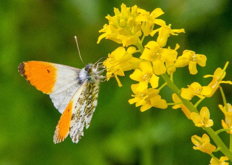 Vit och orange fjäril sitter på en växt med många små gula blommor.